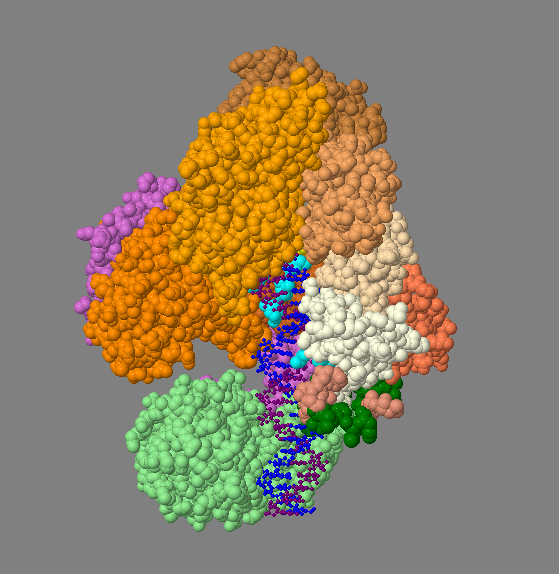 Animation of Pol III. It is 4MB and may take a while to load.