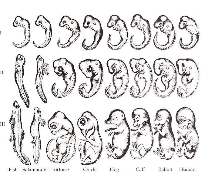 Haeckel's embryos