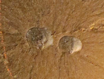 brachiopod