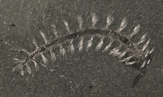 annelid