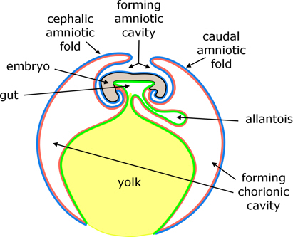 chick extraembryonic membranes