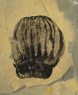 ctenophor