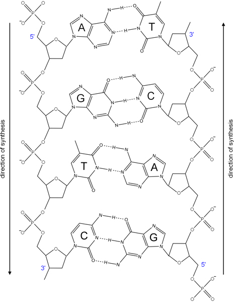 base pairs in DNA
