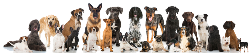 dog breeds