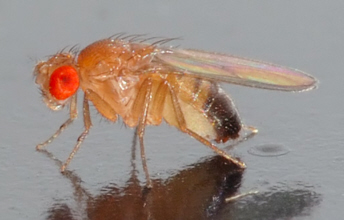 Drosophila