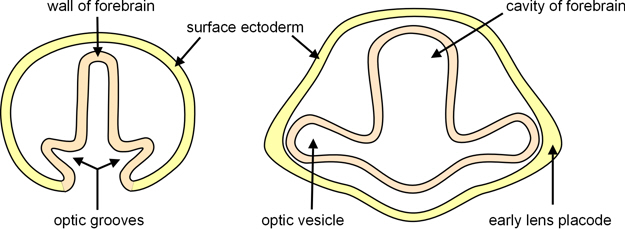 formation of optic vesicle