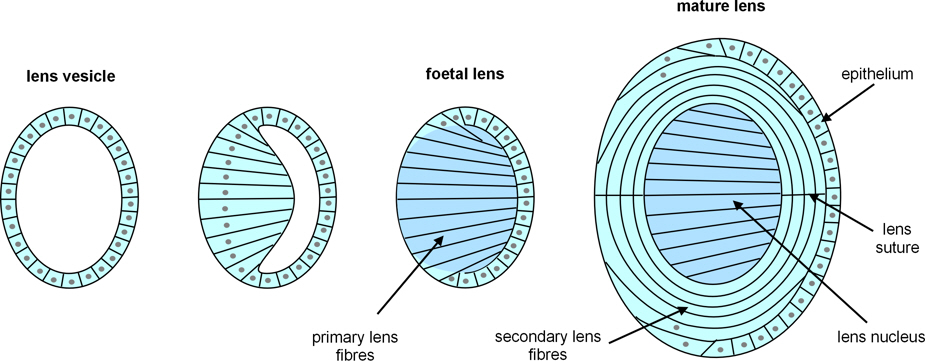 formation of lens