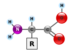 amino acid