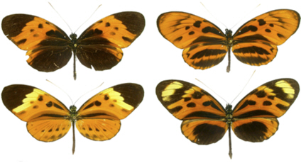 butterfly variations