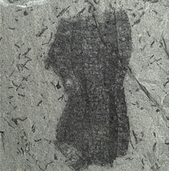 hexactinellida