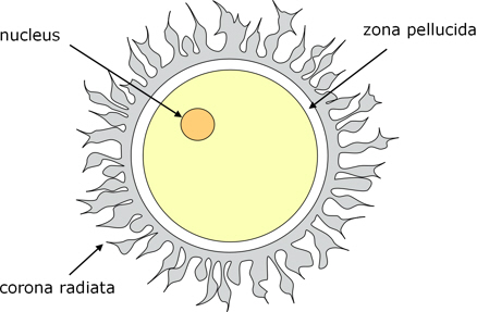 human ovum