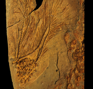 lyracystis