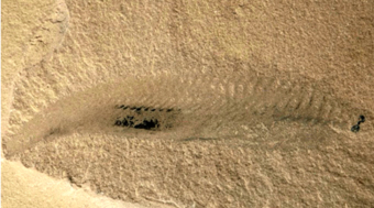 metaspriggina
