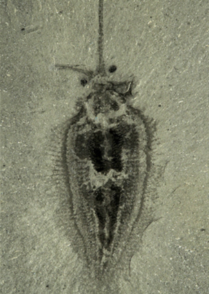 nectocaris