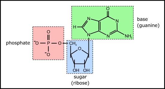 ribonucleotide