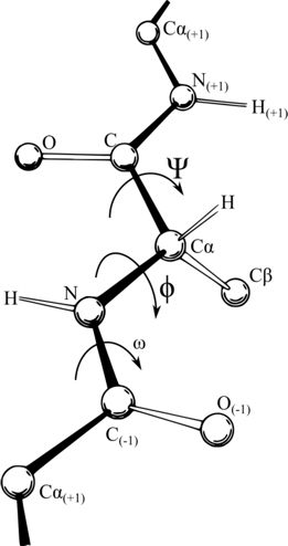 polypeptide rotation