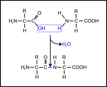 peptide bond