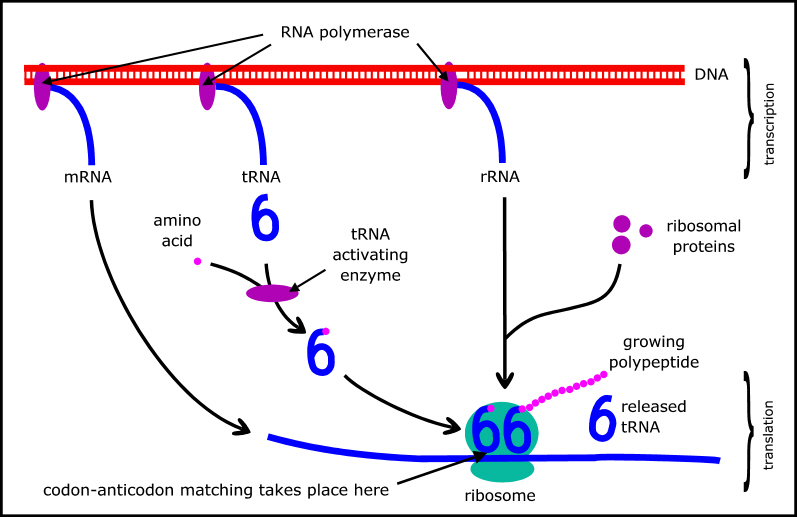 Protein synthesis