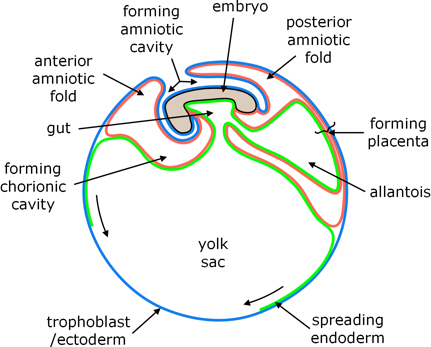 rabbit extraembryonic membranes
