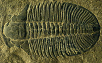 trilobite